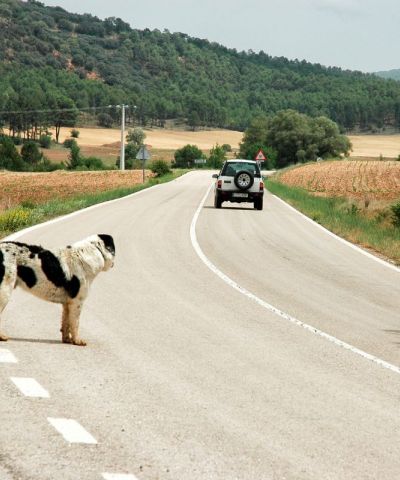 Abbandono degli animali in estate: un’emergenza in aumento