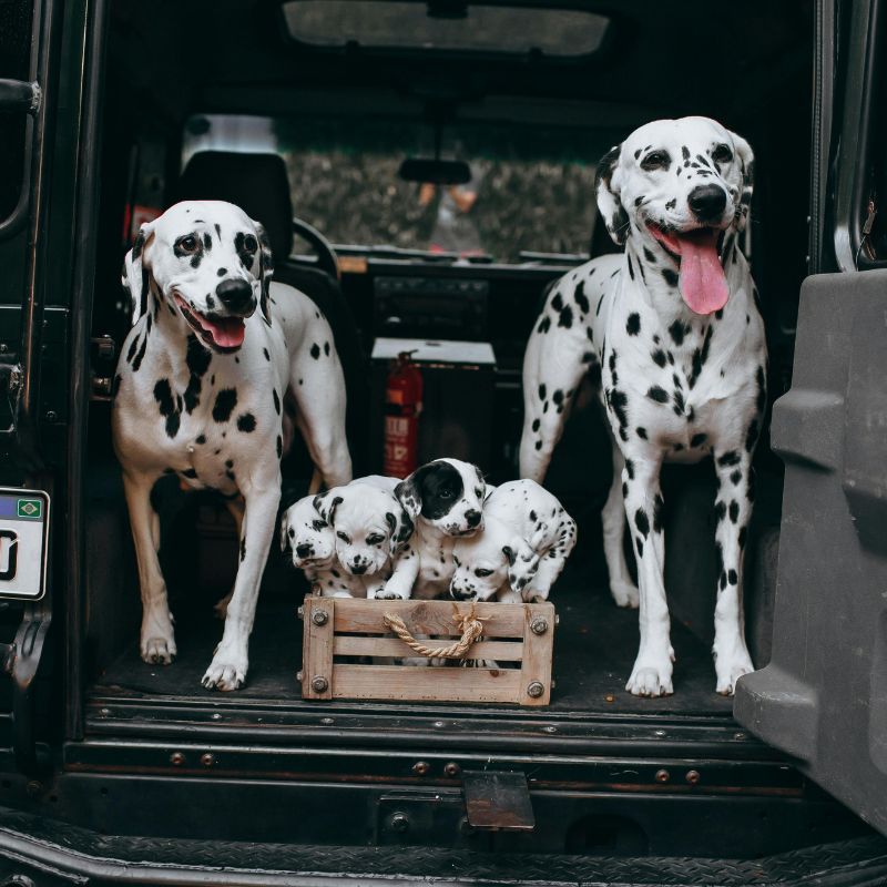 Home 4 Trasporto animali in auto: la metà dei proprietari non viaggia in sicurezza