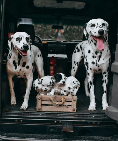 Home 5 Trasporto animali in auto: la metà dei proprietari non viaggia in sicurezza