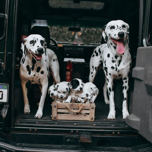 Trasporto animali in auto: la metà dei proprietari non viaggia in sicurezza